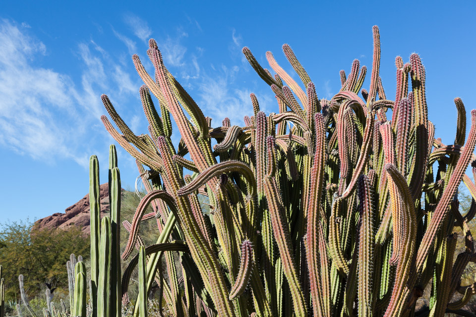 Desert-Botanical-Garden-3881.jpg