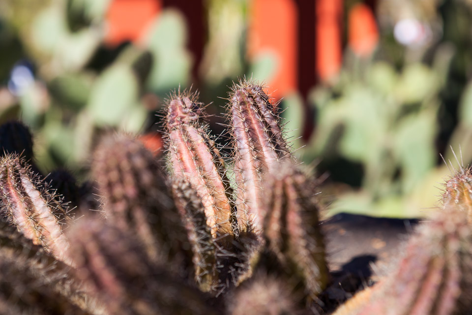 Desert-Botanical-Garden-3891.jpg