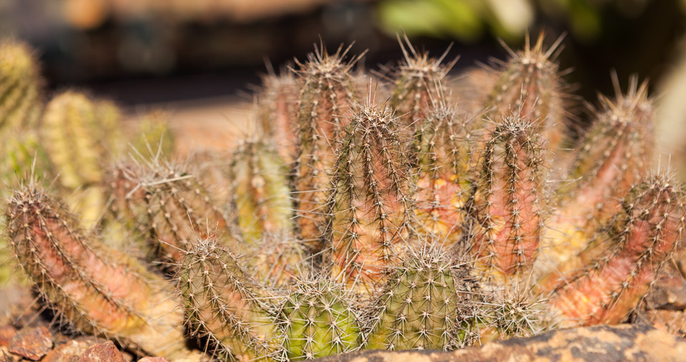 Desert-Botanical-Garden-3892.jpg