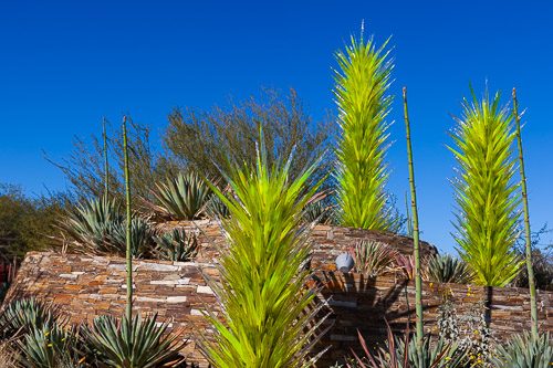 Desert Botanical Garden, Arizona Desert-Botanical-Garden-3848.jpg