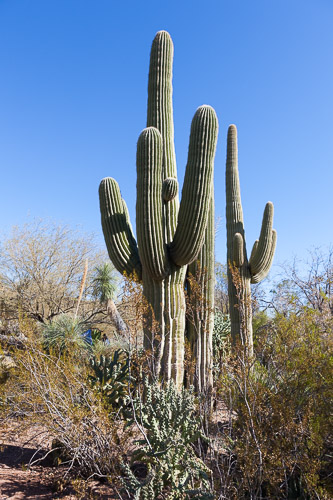 Desert-Botanical-Garden-3857.jpg Desert-Botanical-Garden-3857.jpg