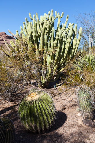 Desert-Botanical-Garden-3858.jpg Desert-Botanical-Garden-3858.jpg