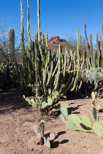Desert-Botanical-Garden-3860.jpg Desert-Botanical-Garden-3860.jpg