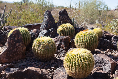 Desert-Botanical-Garden-3865.jpg Desert-Botanical-Garden-3865.jpg