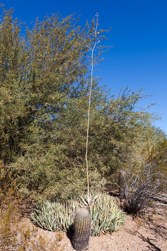 Desert-Botanical-Garden-3878.jpg Desert-Botanical-Garden-3878.jpg