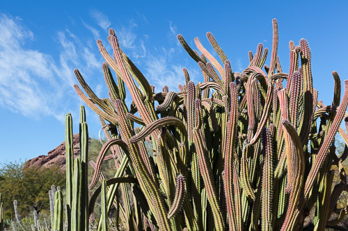 Desert-Botanical-Garden-3881.jpg Desert-Botanical-Garden-3881.jpg