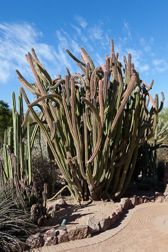 Desert-Botanical-Garden-3882.jpg Desert-Botanical-Garden-3882.jpg
