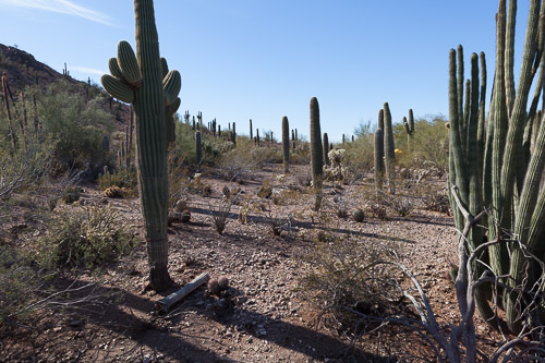 Desert-Botanical-Garden-3885.jpg Desert-Botanical-Garden-3885.jpg