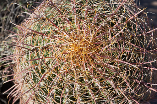 Desert-Botanical-Garden-3889.jpg Desert-Botanical-Garden-3889.jpg