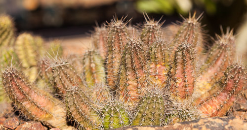 Desert-Botanical-Garden-3892.jpg Desert-Botanical-Garden-3892.jpg
