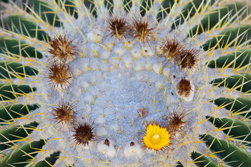 Desert-Botanical-Garden-3893.jpg Desert-Botanical-Garden-3893.jpg