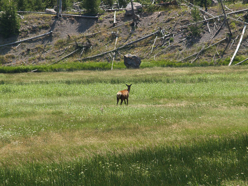 yellowstone-2008-006_2705061513_o.jpg