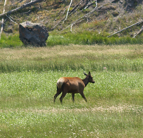 yellowstone-2008-007_2705064785_o.jpg